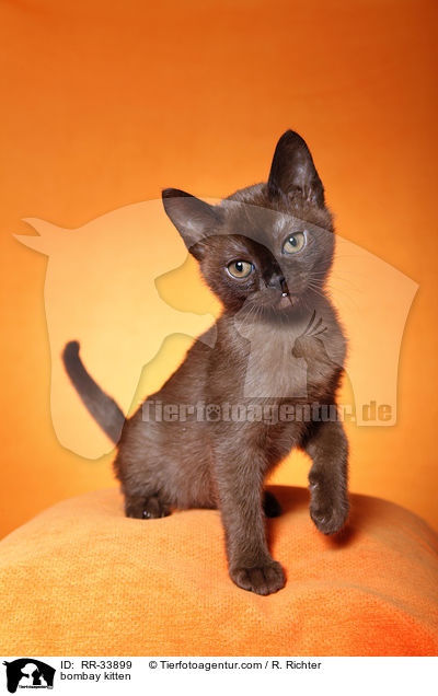 Bombay Ktzchen / bombay kitten / RR-33899