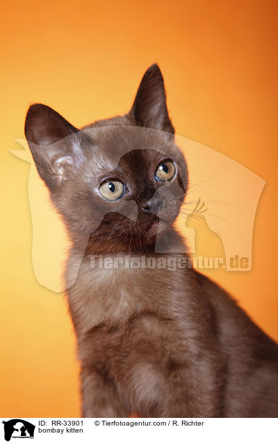 Bombay Ktzchen / bombay kitten / RR-33901