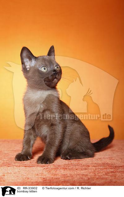 Bombay Ktzchen / bombay kitten / RR-33902