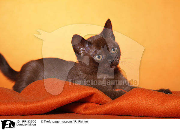 Bombay Ktzchen / bombay kitten / RR-33906