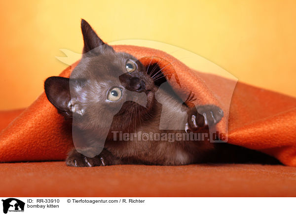 Bombay Ktzchen / bombay kitten / RR-33910