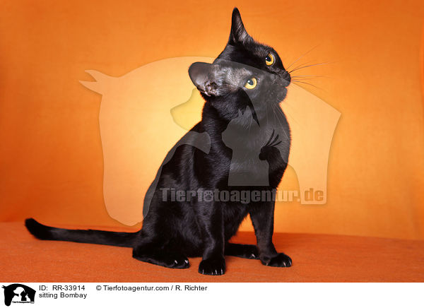 sitzende Bombay / sitting Bombay / RR-33914