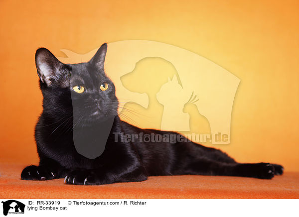 liegende Bombay / lying Bombay cat / RR-33919