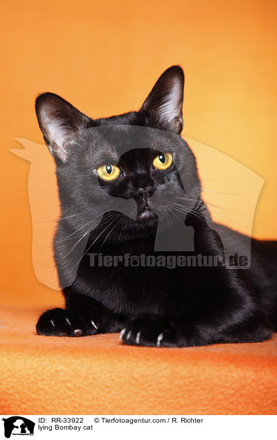 liegende Bombay / lying Bombay cat / RR-33922