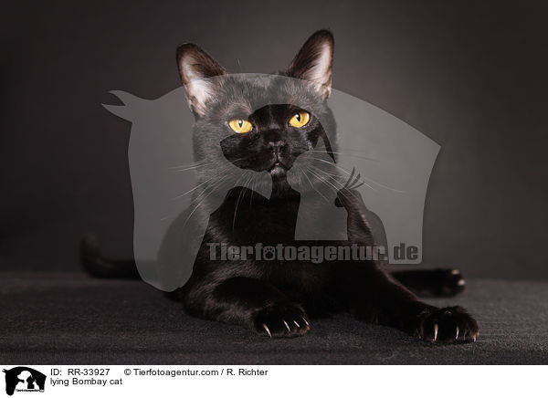 liegende Bombay / lying Bombay cat / RR-33927