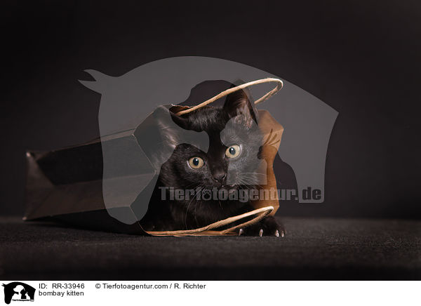 Bombay Ktzchen / bombay kitten / RR-33946