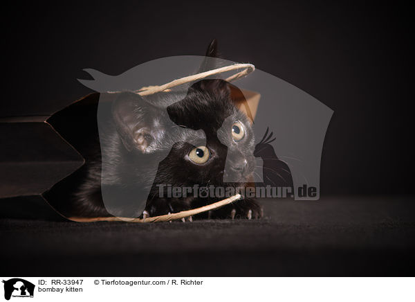 Bombay Ktzchen / bombay kitten / RR-33947