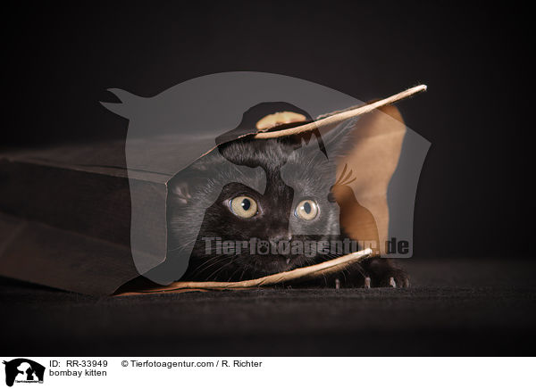 Bombay Ktzchen / bombay kitten / RR-33949