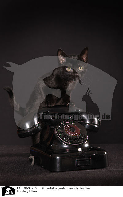 Bombay Ktzchen / bombay kitten / RR-33952