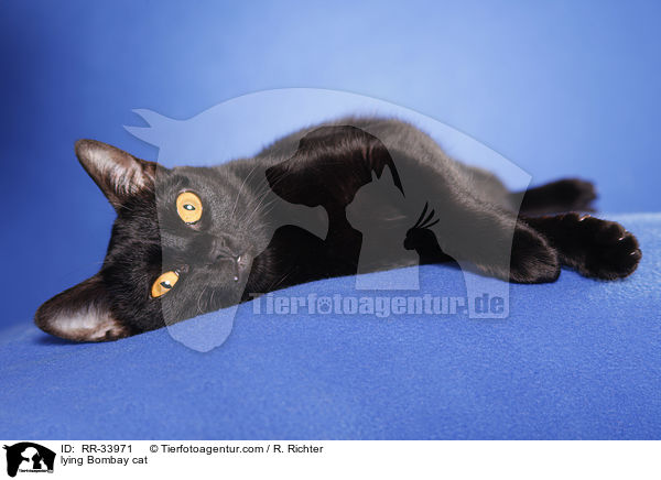 liegende Bombay / lying Bombay cat / RR-33971