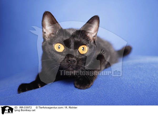 liegende Bombay / lying Bombay cat / RR-33972