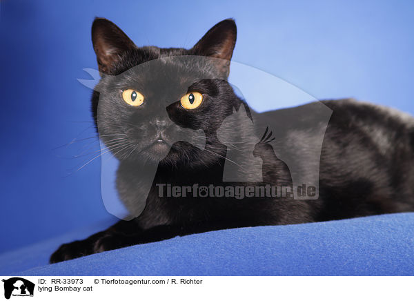 liegende Bombay / lying Bombay cat / RR-33973