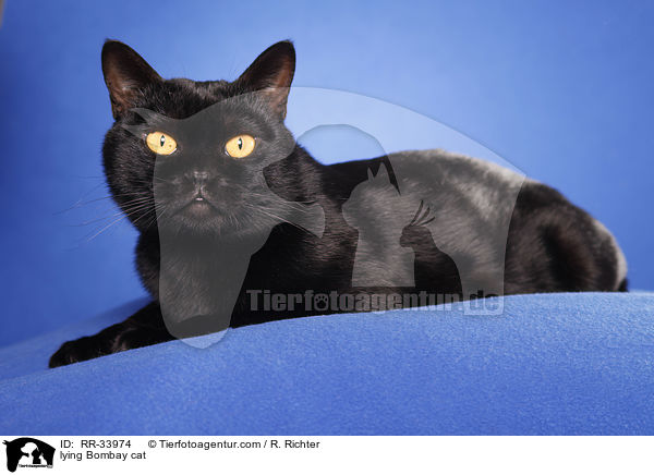 liegende Bombay / lying Bombay cat / RR-33974