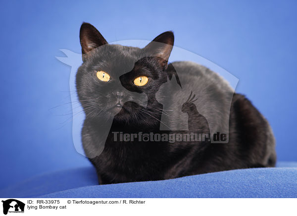 liegende Bombay / lying Bombay cat / RR-33975