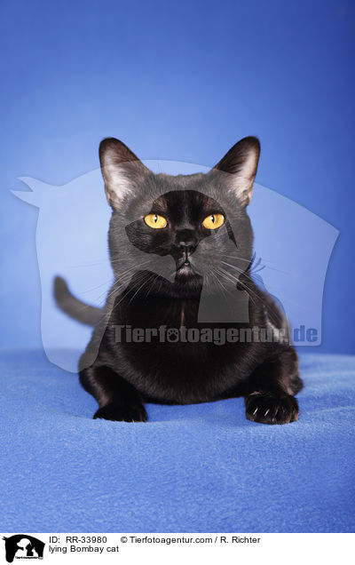 liegende Bombay / lying Bombay cat / RR-33980