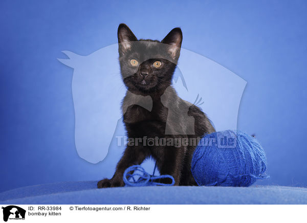 Bombay Ktzchen / bombay kitten / RR-33984