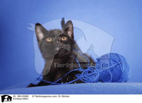 Bombay Ktzchen / bombay kitten / RR-33986