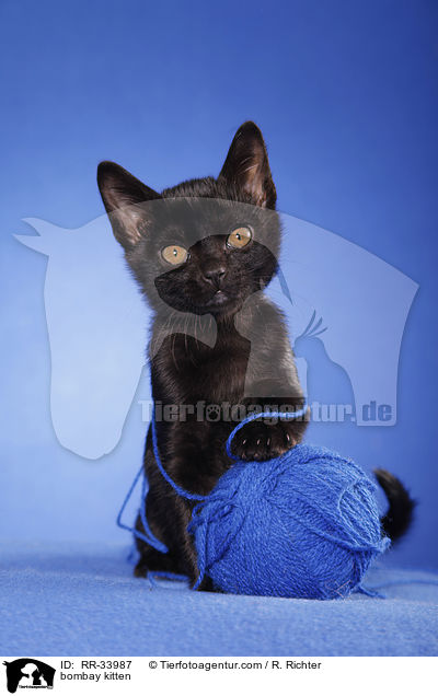 Bombay Ktzchen / bombay kitten / RR-33987