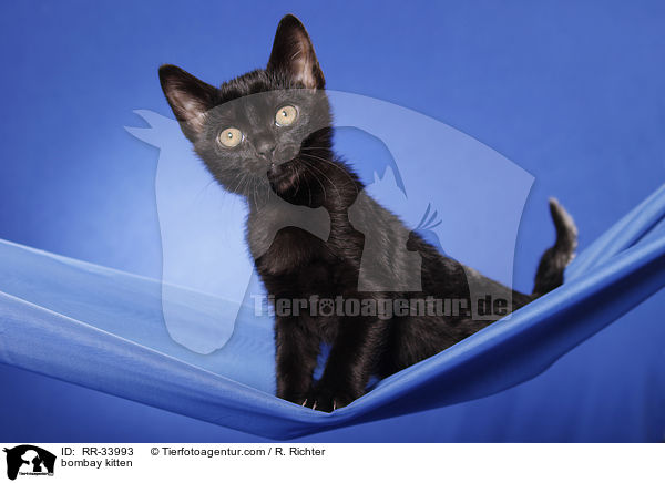 Bombay Ktzchen / bombay kitten / RR-33993