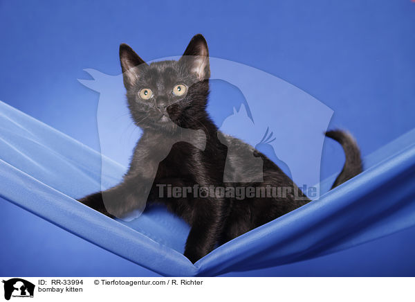 Bombay Ktzchen / bombay kitten / RR-33994