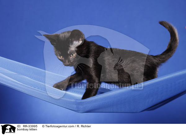 Bombay Ktzchen / bombay kitten / RR-33995
