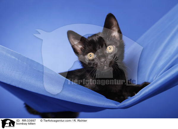 Bombay Ktzchen / bombay kitten / RR-33997