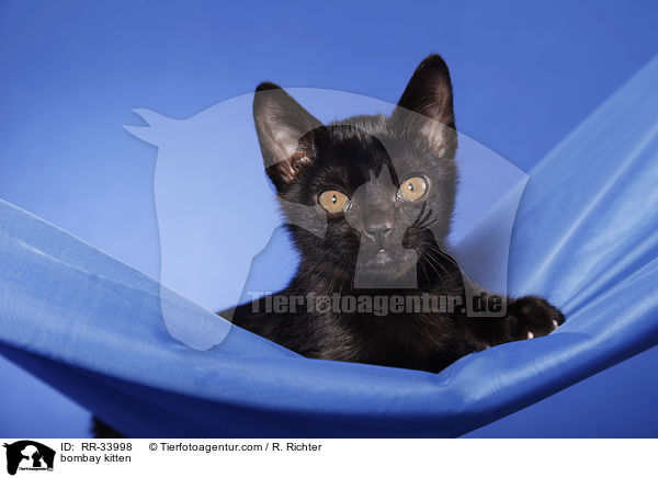 Bombay Ktzchen / bombay kitten / RR-33998