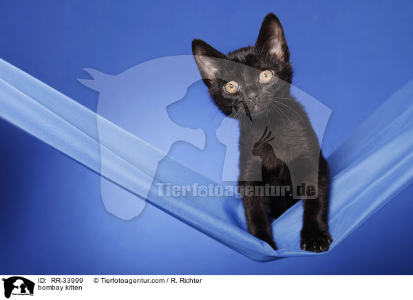 Bombay Kätzchen / bombay kitten / RR-33999