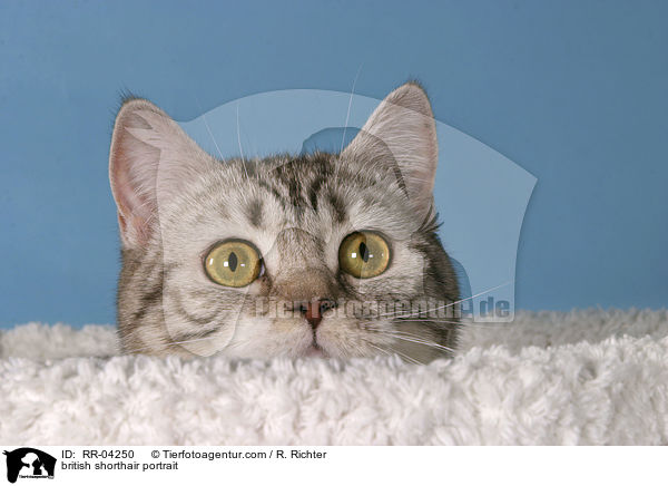 Britisch Kurzhaar Portrait / british shorthair portrait / RR-04250