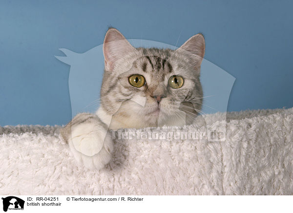 Britisch Kurzhaar / british shorthair / RR-04251