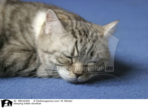schlafende Britisch Kurzhaar / sleeping british shorthair / RR-04255