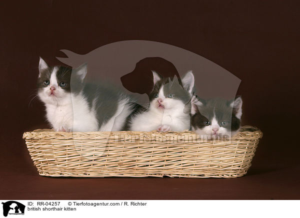 Britisch Kurzhaar Ktzchen / british shorthair kitten / RR-04257