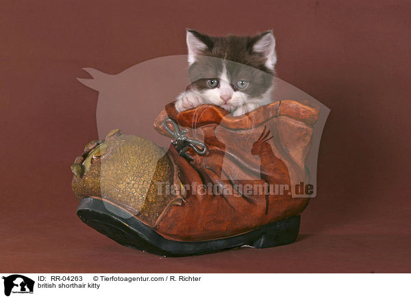 Britisch Kurzhaar Ktzchen / british shorthair kitty / RR-04263