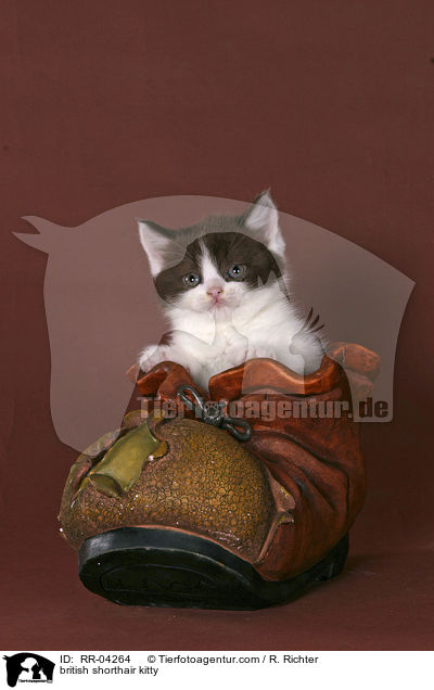 Britisch Kurzhaar Ktzchen / british shorthair kitty / RR-04264