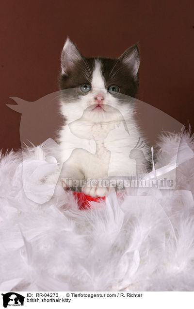 Britisch Kurzhaar Ktzchen / british shorthair kitty / RR-04273