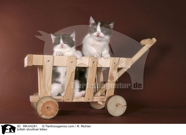 Britisch Kurzhaar Ktzchen / british shorthair kitten / RR-04281