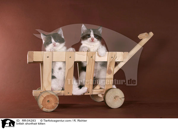 british shorthair kitten / RR-04283