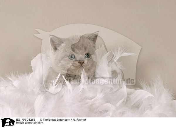 Britisch Kurzhaar Ktzchen / british shorthair kitty / RR-04288