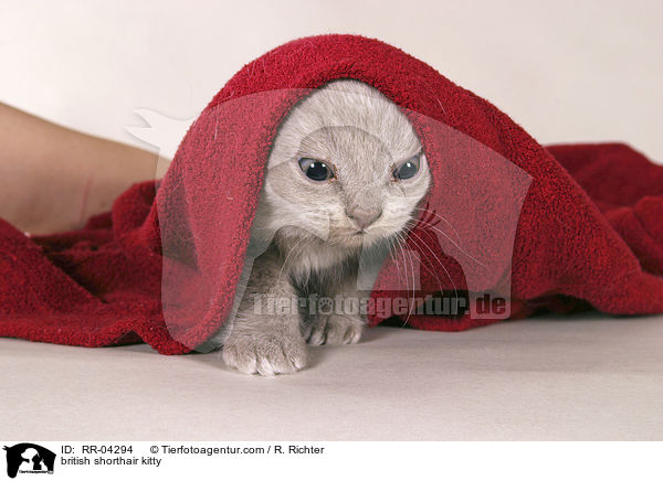 british shorthair kitty / RR-04294