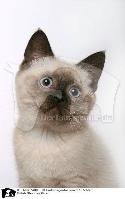British Shorthair Kitten / RR-07409