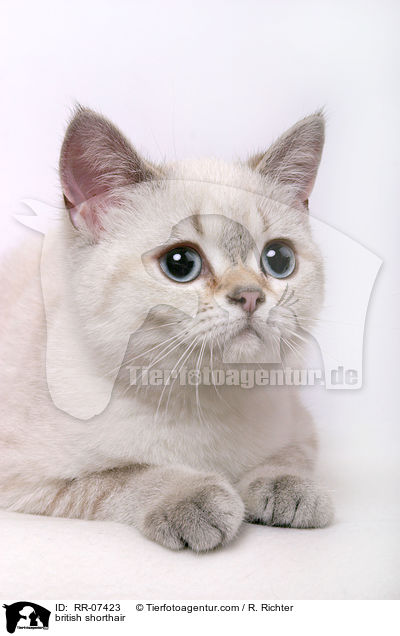 Britisch Kurzhaar Colourpoint / british shorthair / RR-07423
