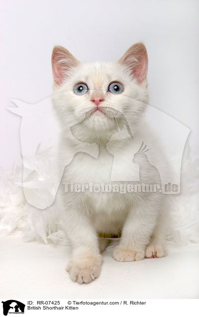 Britisch Kurzhaar Ktzchen / British Shorthair Kitten / RR-07425