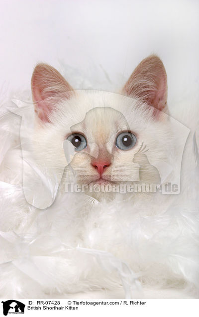 Britisch Kurzhaar Ktzchen / British Shorthair Kitten / RR-07428