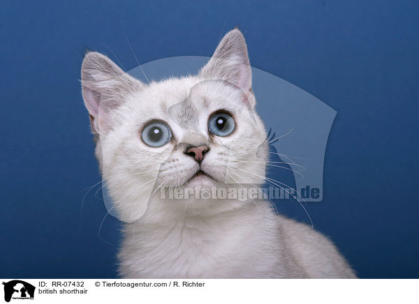 Britisch Kurzhaar Colourpoint / british shorthair / RR-07432
