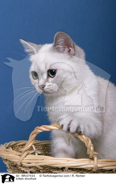 Britisch Kurzhaar Colourpoint / british shorthair / RR-07433