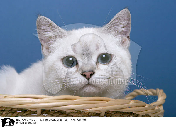 Britisch Kurzhaar Colourpoint / british shorthair / RR-07436