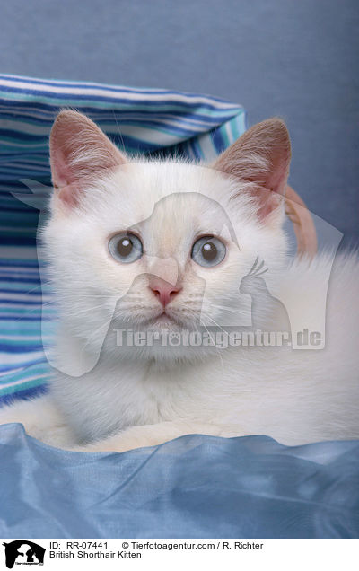 Britisch Kurzhaar Ktzchen / British Shorthair Kitten / RR-07441
