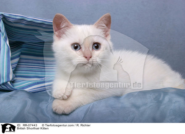 Britisch Kurzhaar Ktzchen / British Shorthair Kitten / RR-07443
