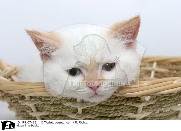 Ktzchen im Krbchen / kitten in a basket / RR-07462