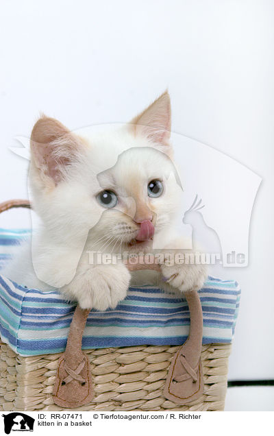 Ktzchen im Krbchen / kitten in a basket / RR-07471